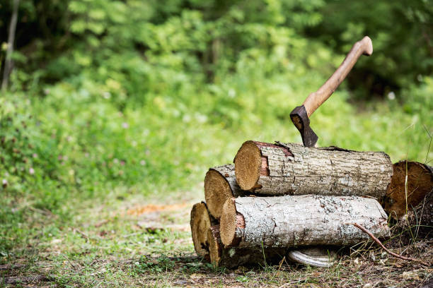 wood and axe in tre forest
